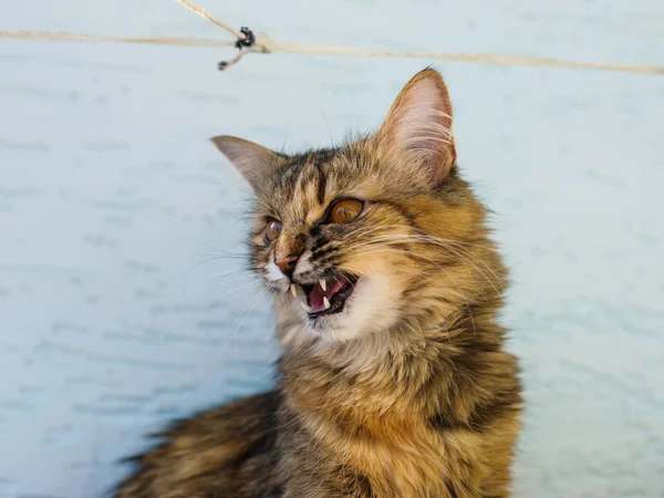 Bellissimo gatto divertente — Foto Stock