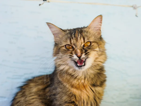 Bellissimo gatto divertente — Foto Stock