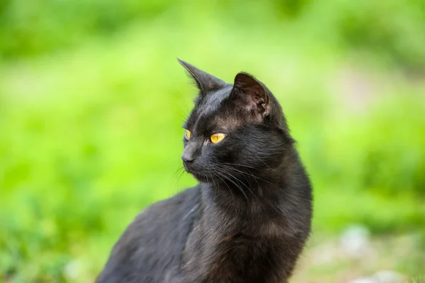 愛らしい黒猫 — ストック写真