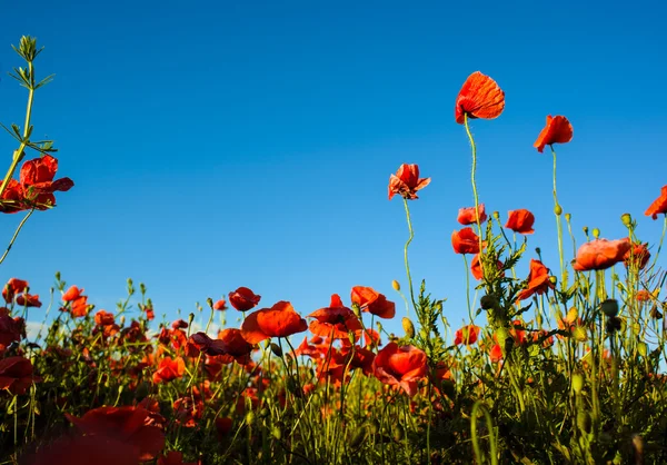 Flores de papoula vermelho brilhante — Fotografia de Stock