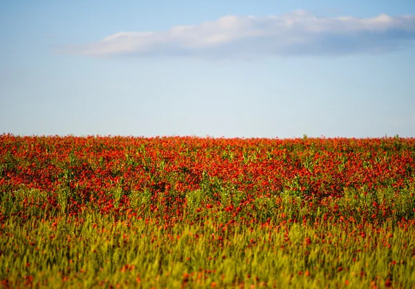 Flores de amapola roja brillante — Foto de Stock