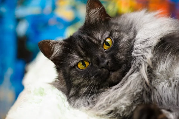 Entzückend lustige Katze — Stockfoto