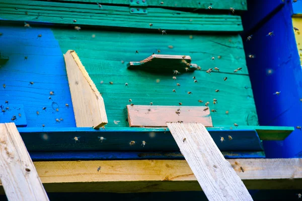蜂の巣や蜂 — ストック写真
