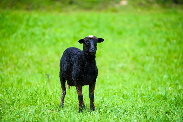 Giovane agnello nero — Foto Stock