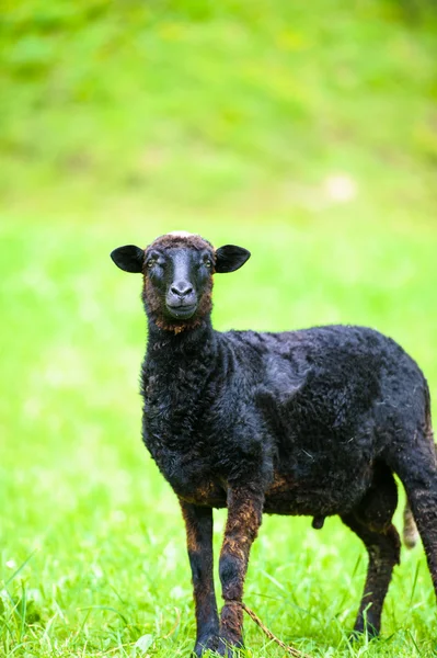 Giovane agnello nero — Foto Stock