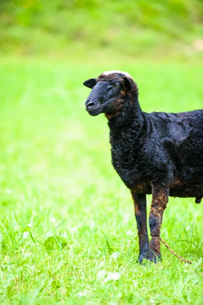 Giovane agnello nero — Foto Stock