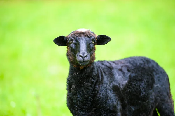 Giovane agnello nero — Foto Stock