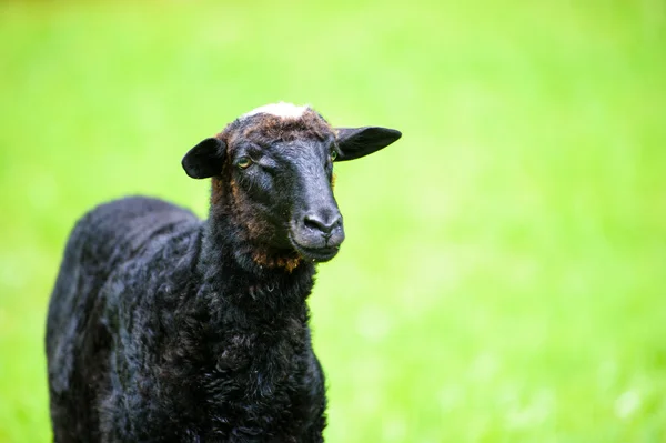 Giovane agnello nero — Foto Stock