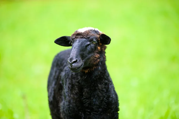 Giovane agnello nero — Foto Stock