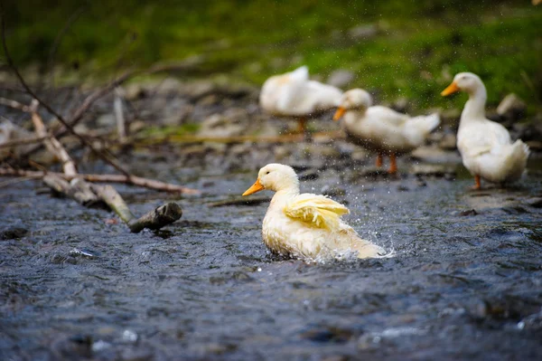 Ducks on water — Stock Photo, Image