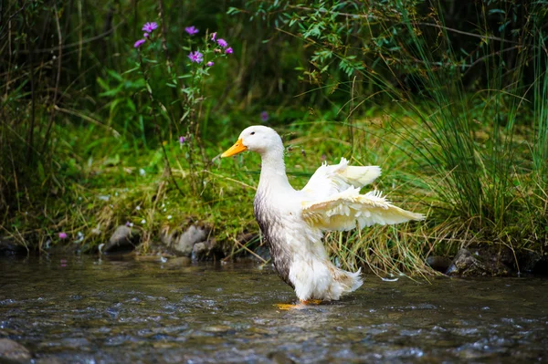 Ente auf dem Wasser — Stockfoto