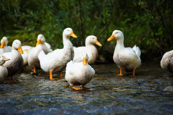 Ducks on water — Stock Photo, Image