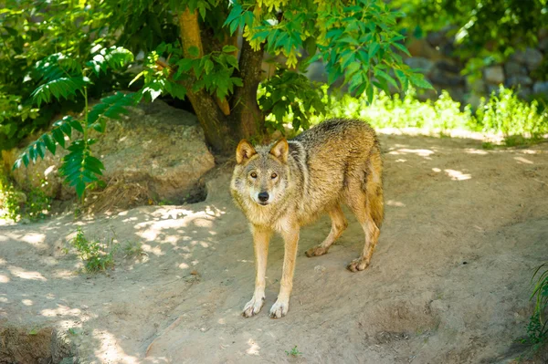 Grauer Wildwolf — Stockfoto