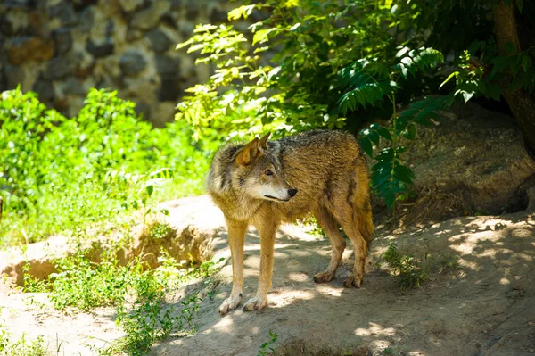 Grauer Wildwolf — Stockfoto