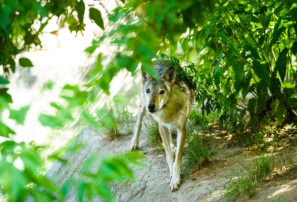 Loup sauvage gris — Photo