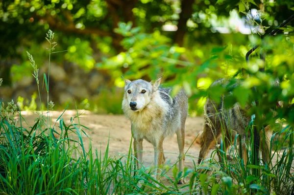 Gray wild Wolfs — Stock Photo, Image