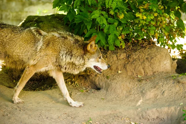 Lobo salvaje gris — Foto de Stock