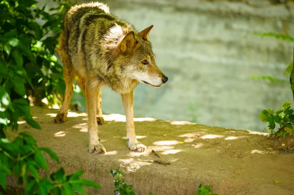 Grauer Wildwolf — Stockfoto