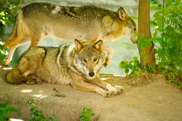 灰色の野生 Wolfs — ストック写真