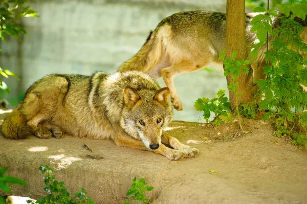 Lobos salvajes grises — Foto de Stock