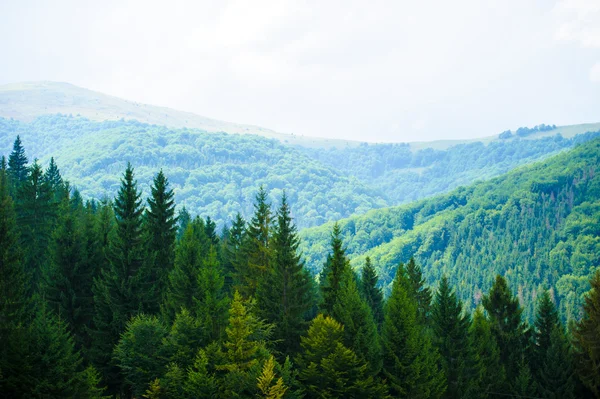 L'été dans les montagnes. Carpates, Ukraine, Europe . — Photo