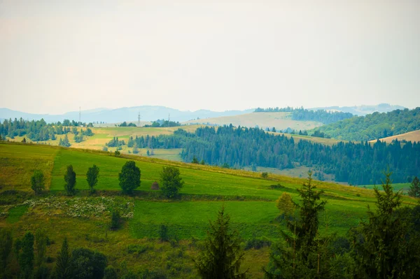Musim panas di pegunungan. Carpathian, Ukraina, Eropa . — Stok Foto
