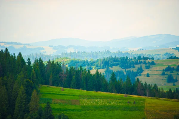 Zomer in de bergen. Karpaten, Oekraïne, Europa. — Stockfoto