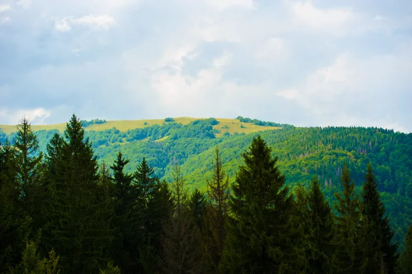 L'été dans les montagnes. Carpates, Ukraine, Europe . — Photo