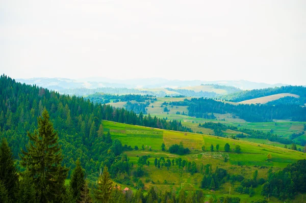 L'été dans les montagnes. Carpates, Ukraine, Europe . — Photo