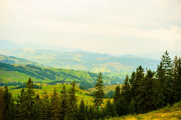 Sommer in den Bergen. Karpaten, Ukraine, Europa. — Stockfoto