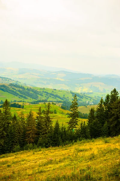 Sommer in den Bergen. Karpaten, Ukraine, Europa. — Stockfoto