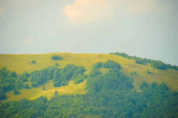 Лето в горах. Карпаты, Украина, Европа . — стоковое фото