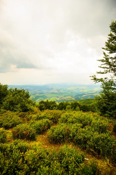 Verano en las montañas. Cárpatos, Ucrania, Europa . — Foto de Stock