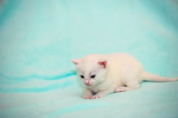 Divertido bonito gatito — Foto de Stock