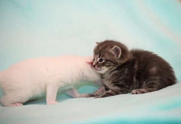 Gatinho engraçado — Fotografia de Stock