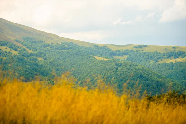 L'été dans les montagnes. Carpates, Ukraine, Europe . — Photo