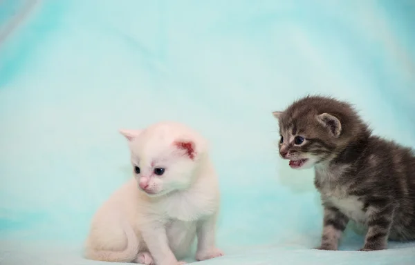 웃 긴 고양이 — 스톡 사진