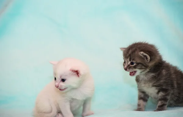 Lindos gatitos graciosos — Foto de Stock