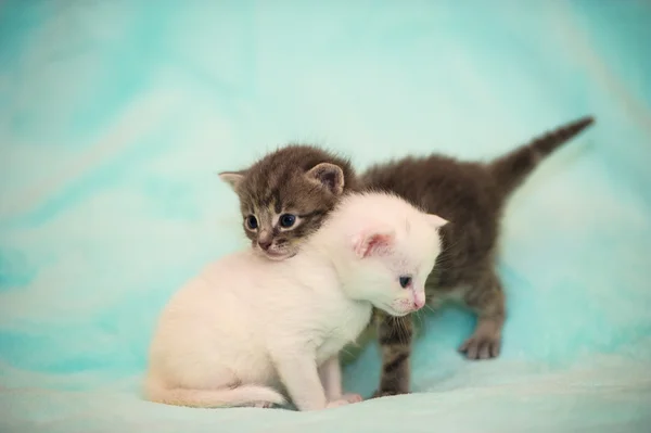 Gatinhos bonitos engraçados — Fotografia de Stock