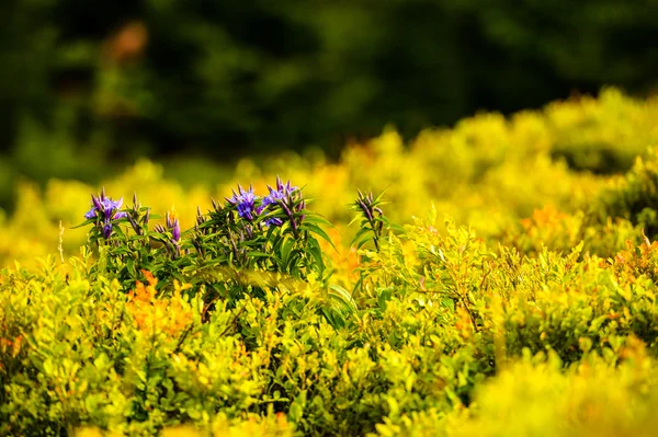 Sommer in den Bergen. Karpaten, Ukraine, Europa. — Stockfoto