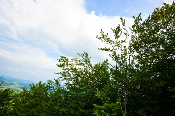 Sommer in den Bergen. Karpaten, Ukraine, Europa. — Stockfoto