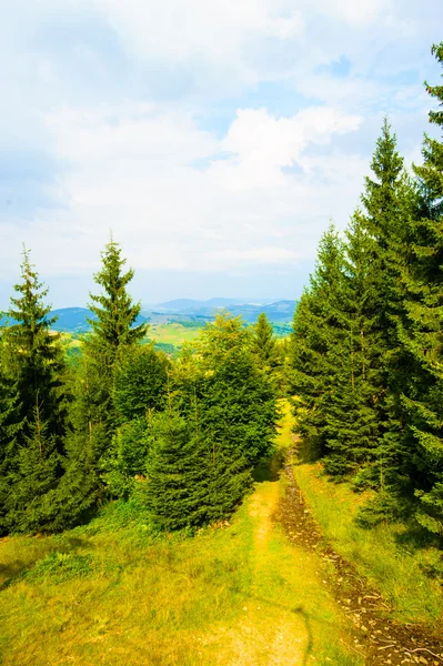 Sommer in den Bergen — Stockfoto