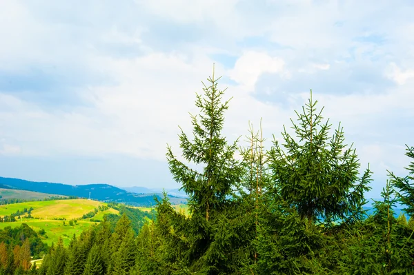 Zomer in de bergen — Stockfoto