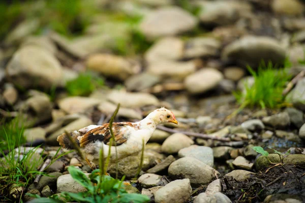 Junges braunes Huhn — Stockfoto