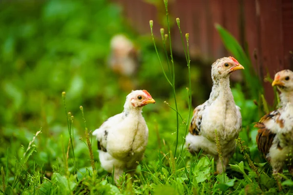 Young brown chickens — Stock Photo, Image