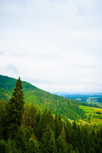 Zomer in de bergen. Karpaten, Oekraïne, Europa. — Stockfoto