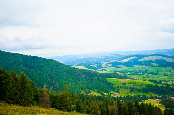 Nyár a hegyekben. Kárpátok, Ukrajna, Európa. — Stock Fotó