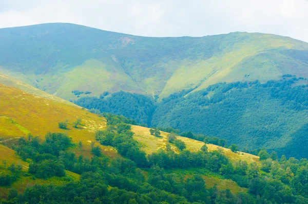 Лето в горах. Карпаты, Украина, Европа . — стоковое фото