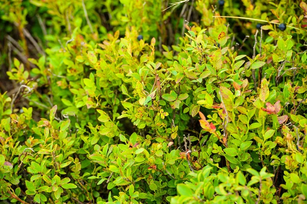 有機ブルーベリーの葉 — ストック写真
