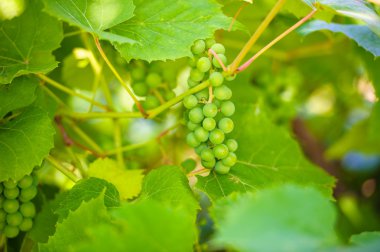 Yeşil üzüm Şubesi